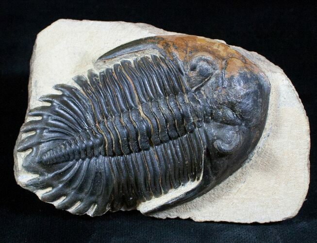 Large Hollardops Trilobite - Great Eye Detail #3134
